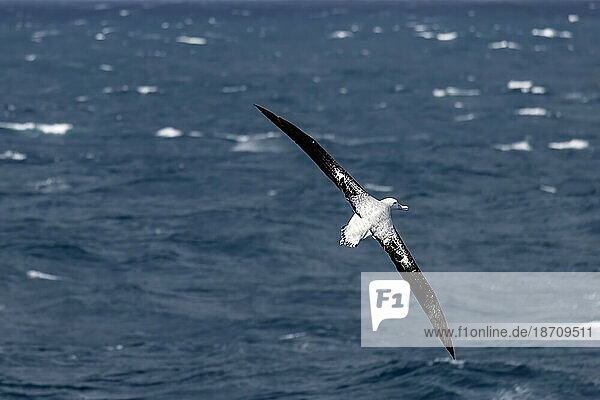 Wandering Albatross on the Southern Ocean near Drake's Passage close to the Antarctic Peninsula  Antarctica  Polar Regions