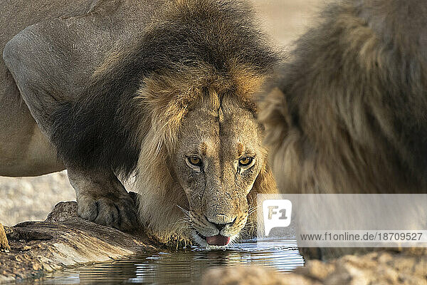 Lion (Panthera leo) drinking  Kgalagadi transfrontier park  Northern Cape  South Africa  Africa