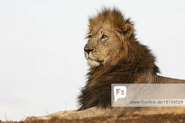 Lion (Panthera leo)  Zimanga private game reserve  KwaZulu-Natal  South Africa  Africa