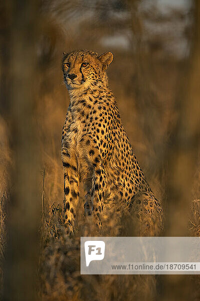 Cheetah (Acinonyx jubatus). Zimanga private game reserve  KwaZulu-Natal  South Africa  Africa