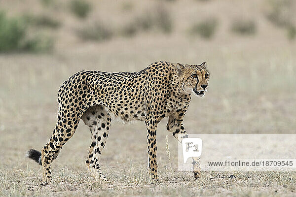 Cheetah (Acinonyx jubatus)  Kgalagadi Transfrontier Park  Northern Cape  South Africa  Africa