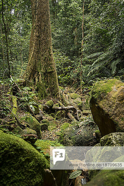 Rainforest  Santubong  Sarawak  Borneo  Malaysia  Southeast Asia  Asia