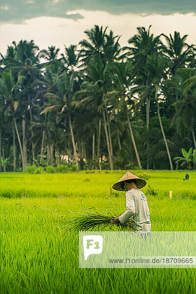 View of a Balinese wearing a typical conical hat working in the paddy fields  Sidemen  Kabupaten Karangasem  Bali  Indonesia  South East Asia  Asia