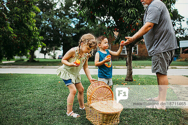 Grandfather handing grandson fresh picked peach off tree in front yard