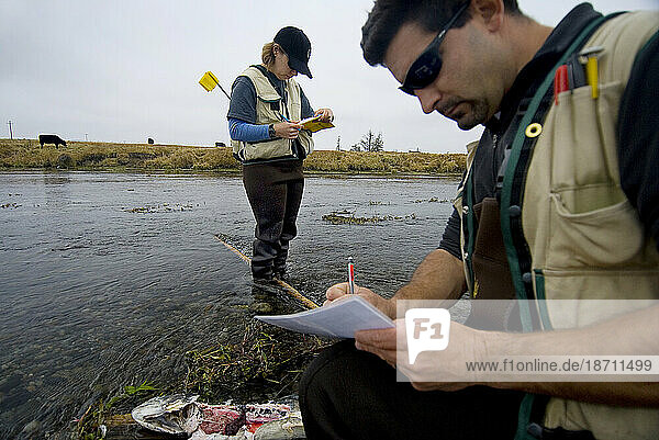 Salmon research  Mt Shasta CA