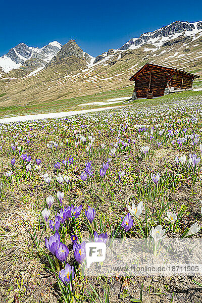 Crocus flowers around the alpine hut  Juf  Graubunden  Switzerland