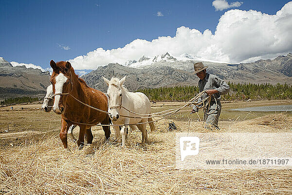 A man with horses at the Quebrada Ishinca  Cordillera Blanca  Peru.