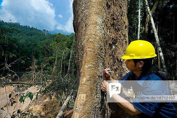 Carbon monitoring and forest sequestration research in Indonesia.