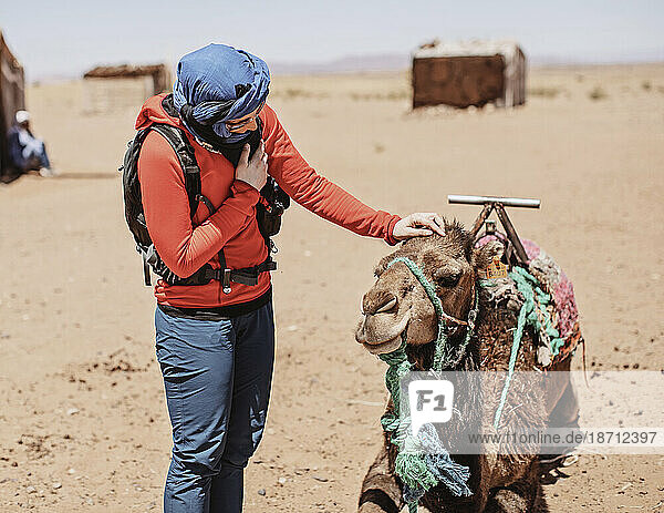 Female western tourist with hijab pats a camel in the desert  Morocco