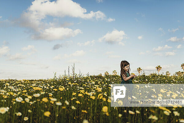 Little girl in dress standing in field of yellow flowers with blue sky