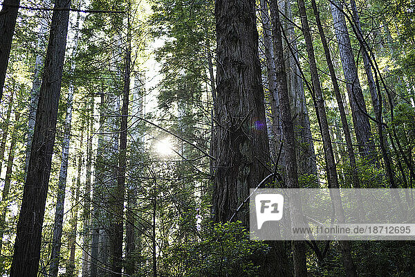 Lens Flare among Redwoods in California