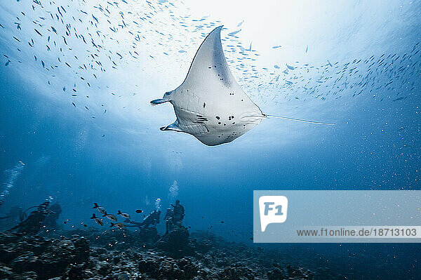 Manta ray swimming gracefully in the Indian Ocean at the Maldives