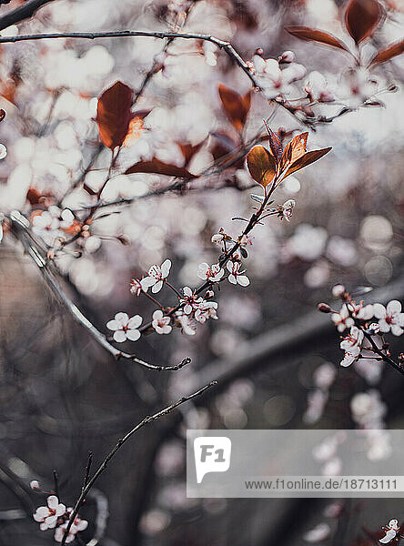 Branches of flowering sand cherry tree covered in white blossoms.