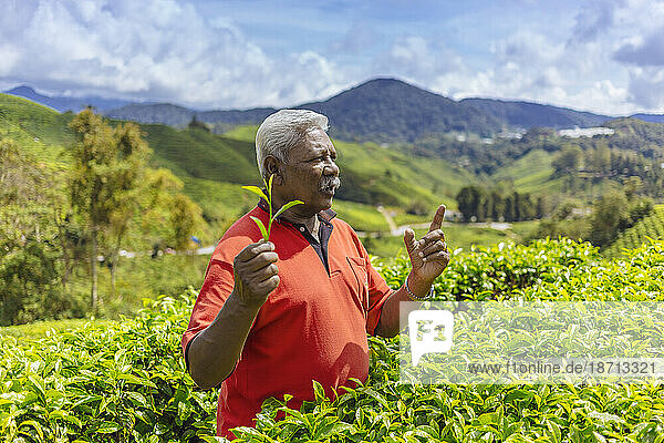 Old man at tea plantation region  Cameron Highlands  Malaysia