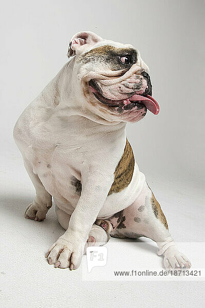 A white and tan bulldog lets his tongue hang out while he sits with his legs spread out.
