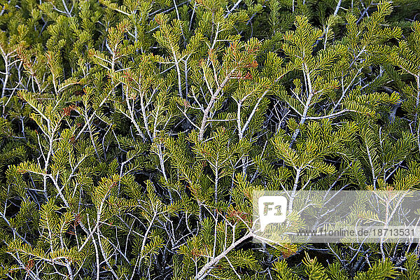 Detail of the branches of dwarfed  windswept conifer shrubs in an alpine basin in the Never Summer Wilderness  Colorado.