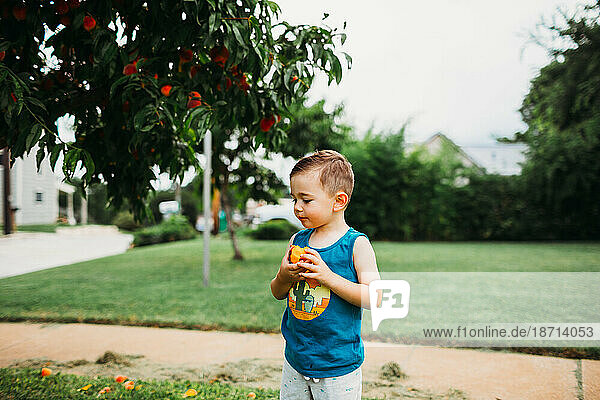Young boy standing in front yard eating freshly picked peaches