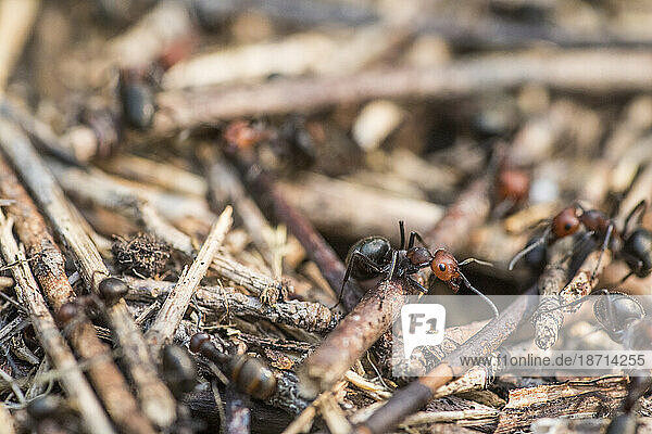 Close-up¬†of carpenter ants