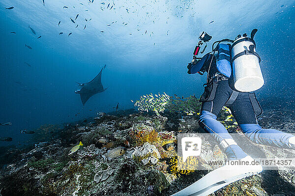 diver taking picture of manta ray in the Maldives