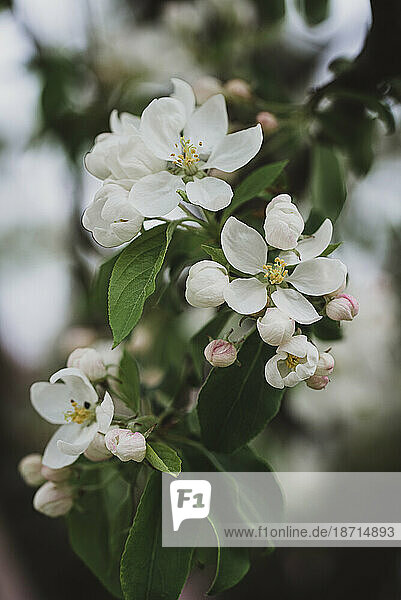 Close up of white flowers and buds blooming on a tree in the spring.