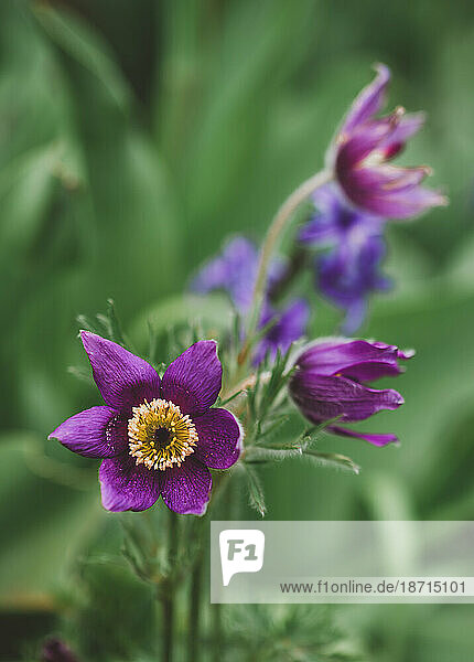 Close up of purple pasque flower blooming in a garden.