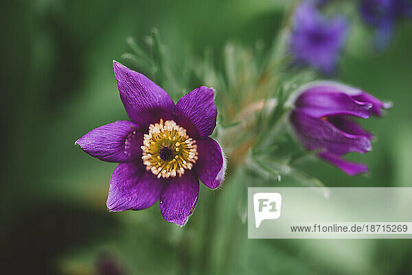 Close up of purple pasque flower blooming in a garden.