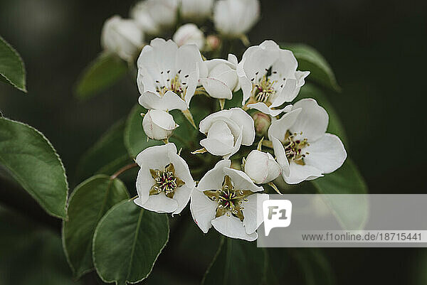 Close up of white flowers and buds on a tree blooming in the spring.