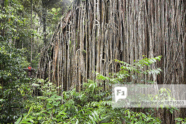 The Curtain Fig Tree  a massive Green Fig Tree (Ficus virens) in the Daintree Rainforest on the Atherton Tablelands  Queensland  Australia.