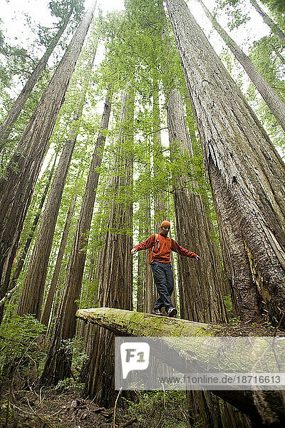 Young man hiking in Humboldt Redwoods State Park  CA