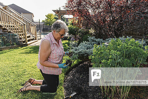 Older woman planting flowers in a backyard garden on a summer day.