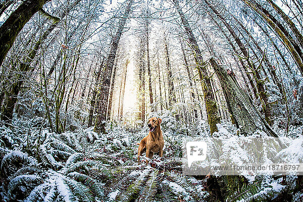Sun Rises Behind a Dog In Thick Snowy Forest