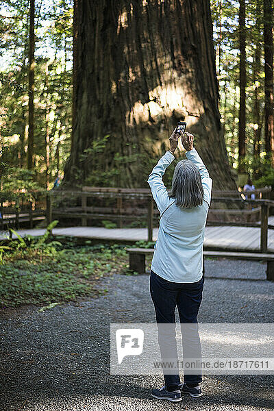Middle-aged Woman with Phone Looking at Redwoods in California