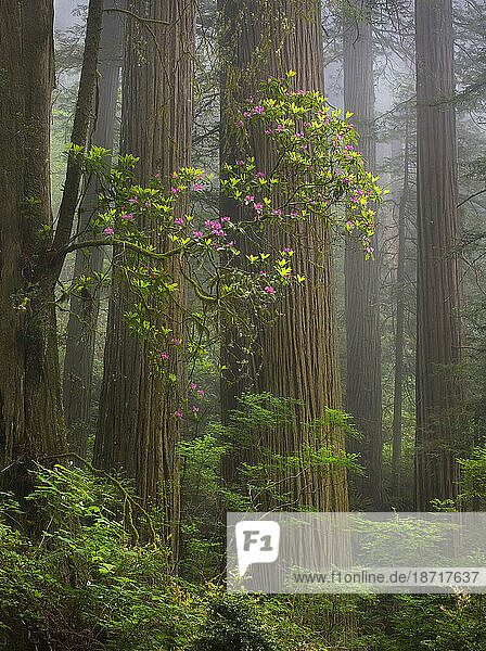 A Rhodedendrohn blossoms hanging from the side of an enormous Redwood tree in soft light and misty conditions.