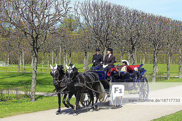 Horses with traditional carriage  Catherine Park  Pushkin  St. Petersburg  Russia