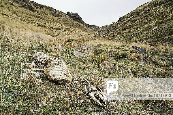 The skeleton of a sheep in the foothills of the Sierra Nevada outside the village of Capileira  Andalusia  Spain.