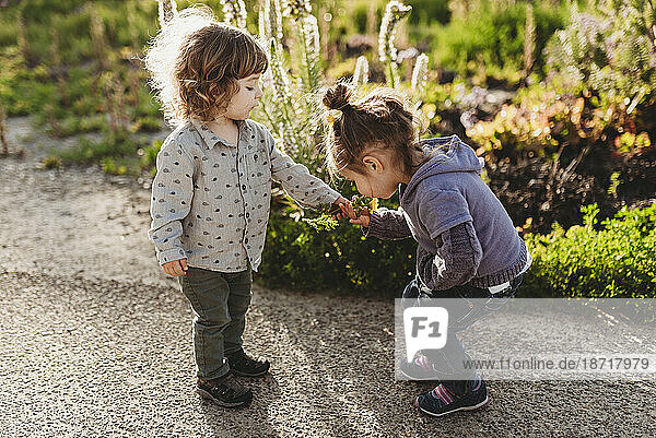 Little toddler girl and boy smelling flowers