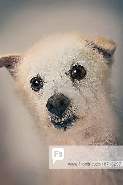 A mixed breed white curly-haired dog grimaces during a portrait session.