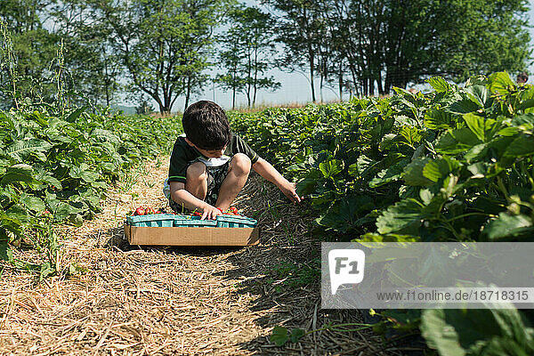 Young boy picking strawberries in green field.