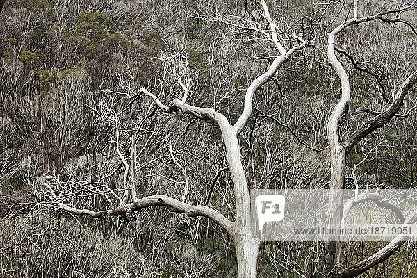 Forest burnt by bush fires above Thredbo in the Snowy mountains  Australia.