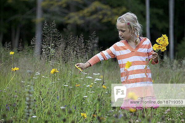 Young girl cuts wildflowers in a field.