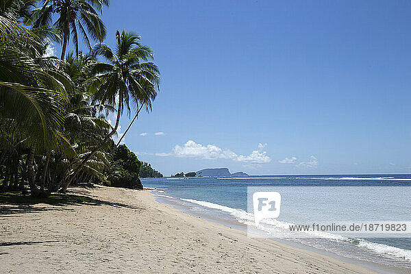 Empty wide sandy beach  with leaning palm trees  Samoa  South Pacific