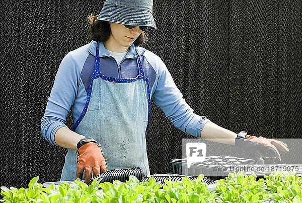 A woman fills containers with dirt at an organic  hydroponic greenhouse in Hamden  Connecticut.