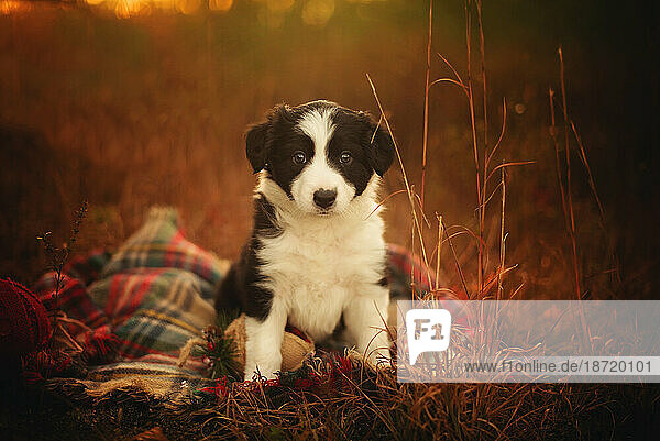 Border Collie puppy outside in a field with a blanket