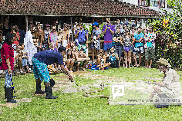 Show of snakes Bali Indonesia