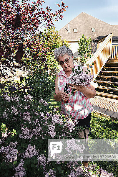 Older woman cutting lilac blooms off of flowering lilac shrub in yard.