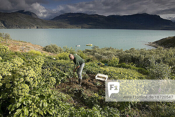 A man harvesting vegetables at his garden on the Norse site of Niaqussat  east of Nuuk  Greenland.