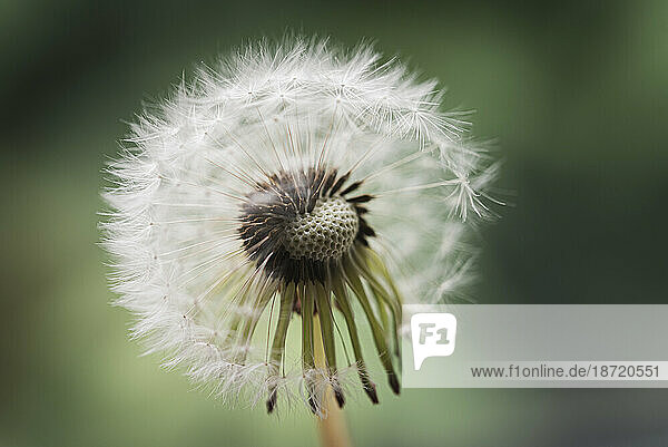 Close up of white fluffy dandelion against a green blurred background.