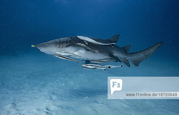 grey nurse shark with Remora fish in the Maldives