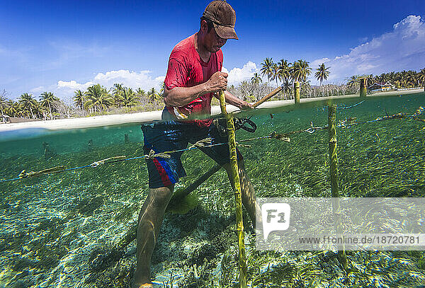 Seaweed farm.Sumbawa.Indonesia.
