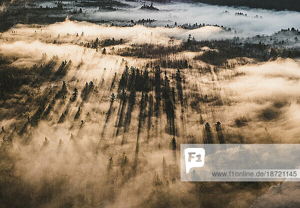 Trees cast shadows in the early morning mist  sunrise  Maine